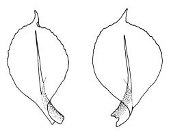 Tayloria purpurascens, leaves. Drawn from A.J. Fife 6919, CHR 406855, and M.J.A. Simpson 1109, CHR 106044.
 Image: R.C. Wagstaff © Landcare Research 2015 
